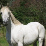 solar for horse lovers