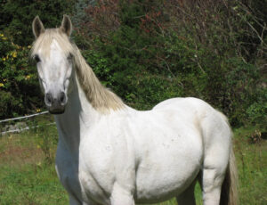 solar for horse lovers