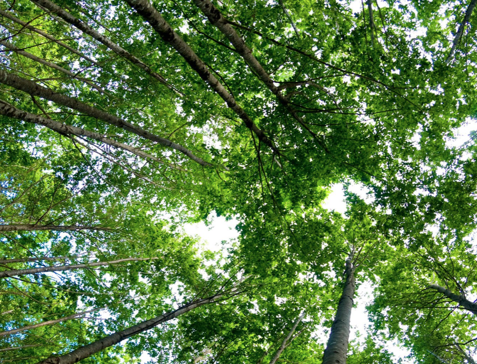 Can You Place Solar Paneling In The Shade? Let’s Learn About Tree Mapping